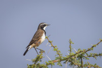 Rietvlei Nature Reserve
